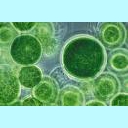 icon_Algae_128.jpg