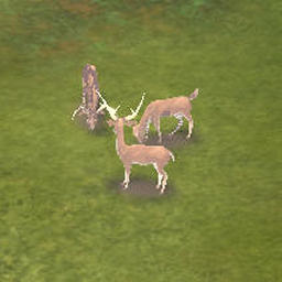 Deer1.jpg